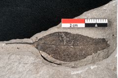 Foto (Detailansicht) von Zostera ungeri Ettingshausen (NHMW-GEO-2024-0188-6656)